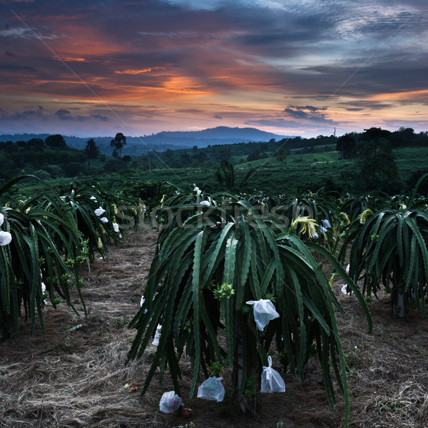 Colorful sky and Front of dragon fruit tree Stock photo © nuttakit