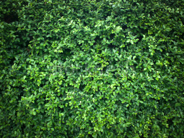 Texture of green leaf Stock photo © nuttakit
