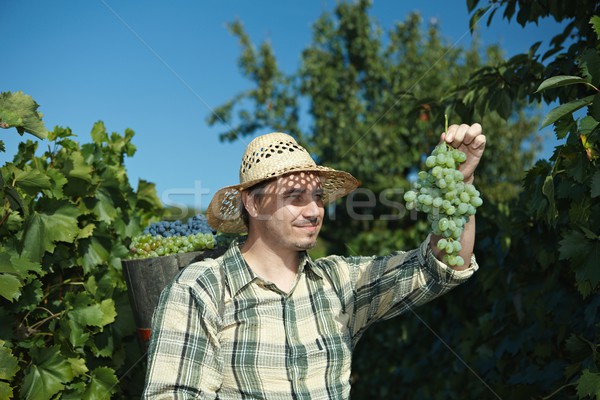 Stockfoto: Butt · vol · druiven · vruchten · mannen