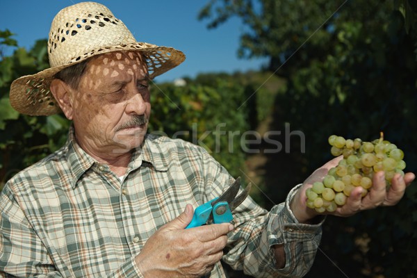 Senior vintner examining grapes Stock photo © nyul