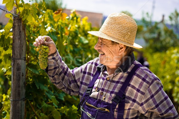 Vintner examining grapes Stock photo © nyul