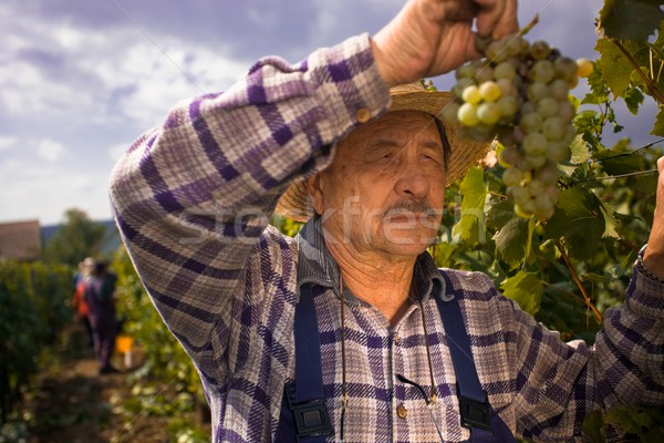 Vintner examining grapes Stock photo © nyul