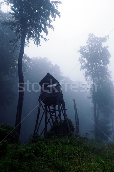 Titokzatos erdő ködös fa fa fény Stock fotó © nyul