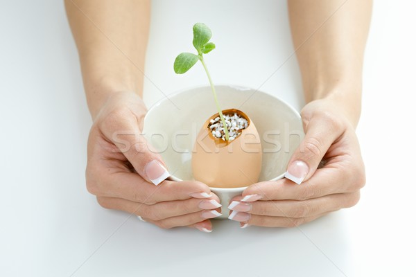 Female hands holding green plant Stock photo © nyul