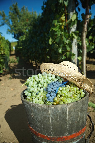 Trasero completo uvas alimentos frutas verde Foto stock © nyul