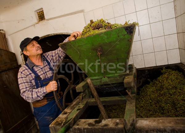 Vintner pressing grapes Stock photo © nyul