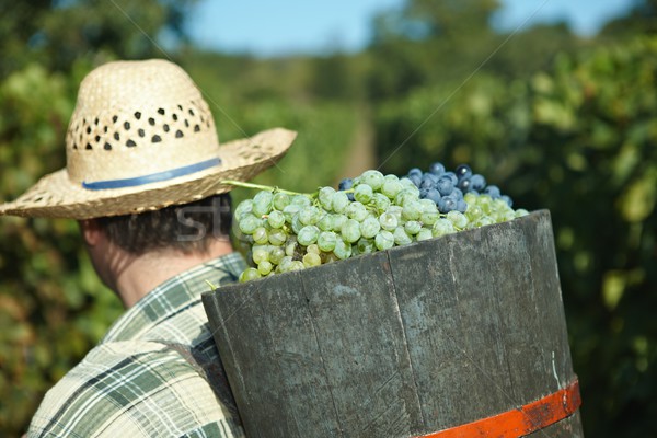 Bumbum completo uvas trabalhando trabalhador sozinho Foto stock © nyul