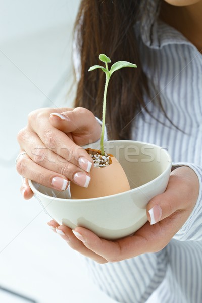 Female hands holding growing plant Stock photo © nyul