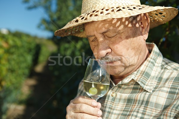 Senior vintner testing wine Stock photo © nyul
