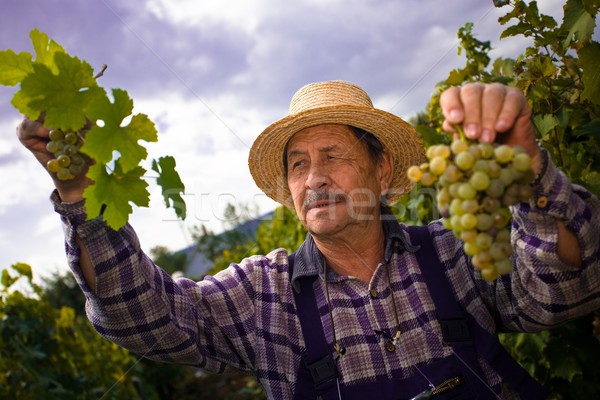 Stock photo: Vintner examining grapes