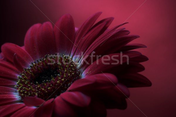 Flower Composition Stock photo © nyul