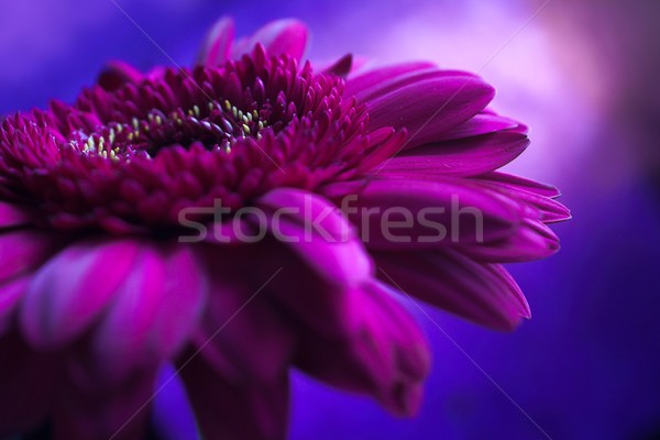 Flower Composition Stock photo © nyul