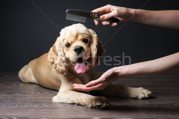 Stock foto: Jungen · reinrassig · Frau · Zimmer · Tier