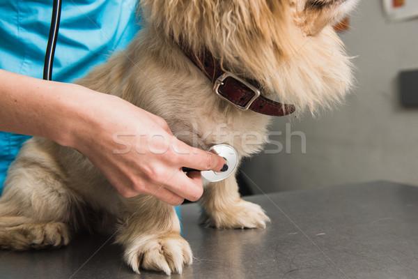 Dog examination at vet ambulance Stock photo © O_Lypa