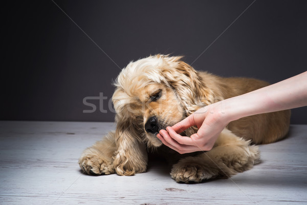 Stockfoto: Vrouwelijke · hand · hond · amerikaanse · witte