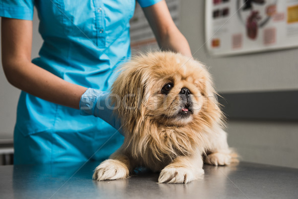 Veterinarian checking up dog Stock photo © O_Lypa