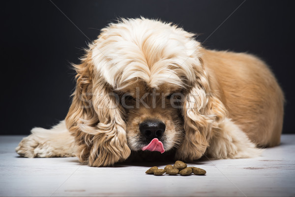 Kutya szag étel fehér fapadló fiatal Stock fotó © O_Lypa