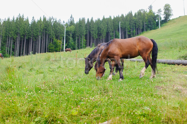 Grazing Horses on the Hillside Stock photo © O_Lypa