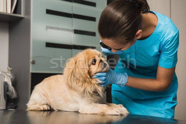 Veterinarian examines the eye of a dog Stock photo © O_Lypa