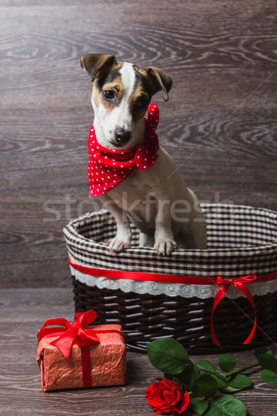 Jack russell terrier marrom cesta caixa de presente rosa Foto stock © O_Lypa