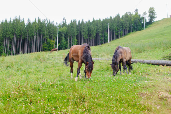 Grazing Horses on the Hillside Stock photo © O_Lypa