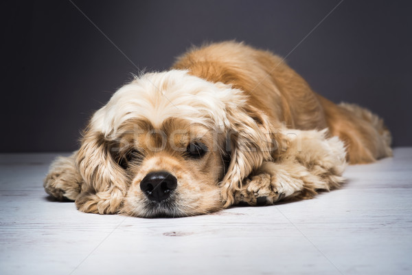 Young purebred Cocker Spaniel on wooden floor Stock photo © O_Lypa
