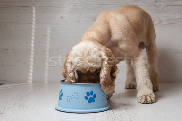 Spaniel eating dog food from his bowl Stock photo © O_Lypa