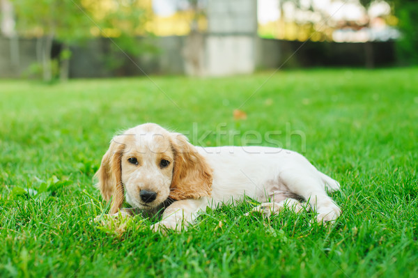 Foto stock: Cachorro · americano · verde · gramado · feliz · vermelho