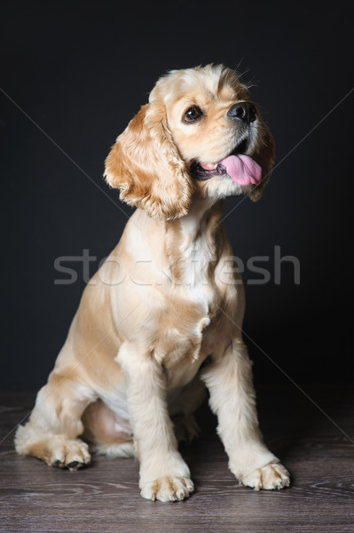 Jovem americano sessão escuro cão Foto stock © O_Lypa