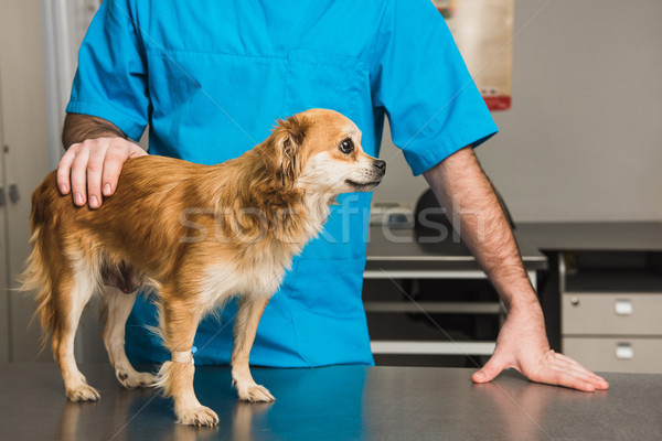 Veterinary doctor examines a mongrel dog Stock photo © O_Lypa
