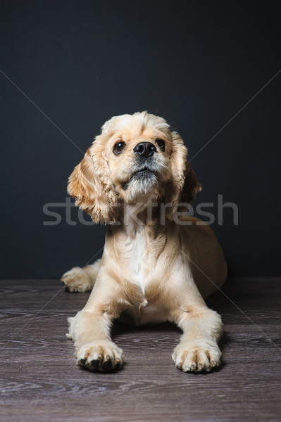 Americano escuro jovem cão Foto stock © O_Lypa