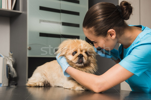 Veterinarian examines the eye of a dog Stock photo © O_Lypa