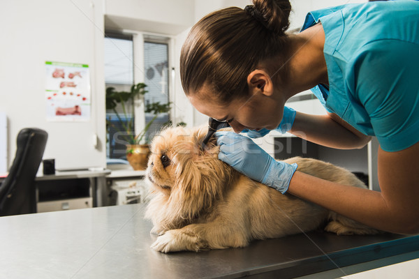 Stock photo: Dog examination at vet ambulance.