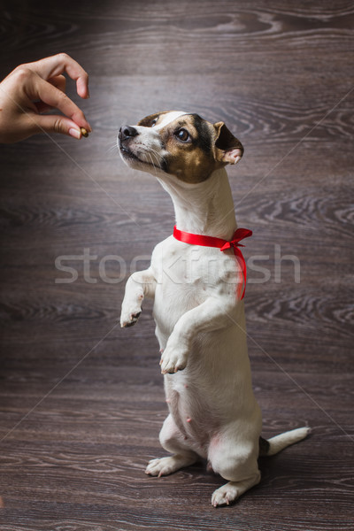 Hund zwei Beine cute stehen Essen Stock foto © O_Lypa