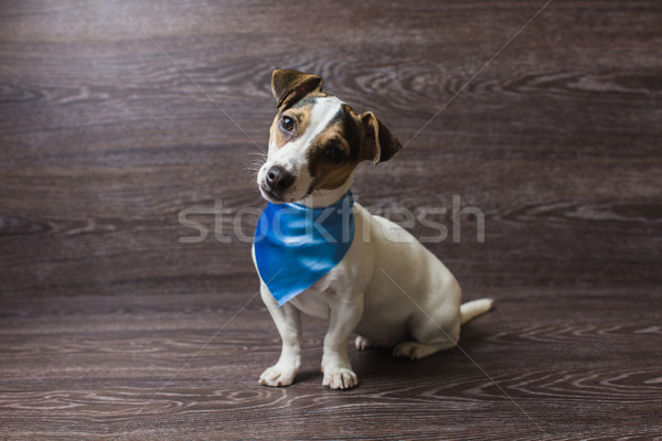 Mooie puppy staren nieuwsgierigheid jack russell terrier modieus Stockfoto © O_Lypa
