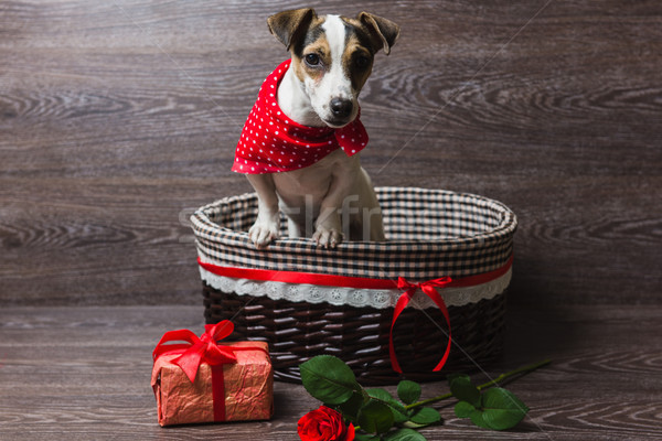 Jack russell terrier bruin mand feestelijk geschenkdoos steeg Stockfoto © O_Lypa