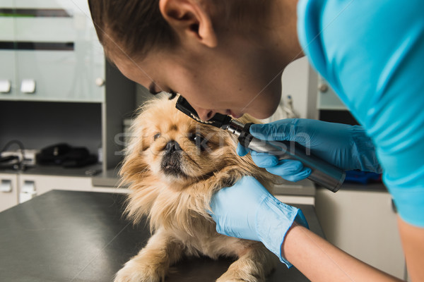 Tierarzt Auge Hund gesunden ärztliche Untersuchung Prüfung Stock foto © O_Lypa