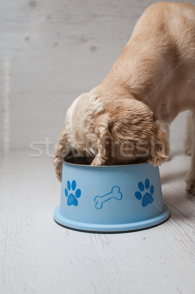 Stock foto: Essen · Hundefutter · Schüssel · Essen · Licht