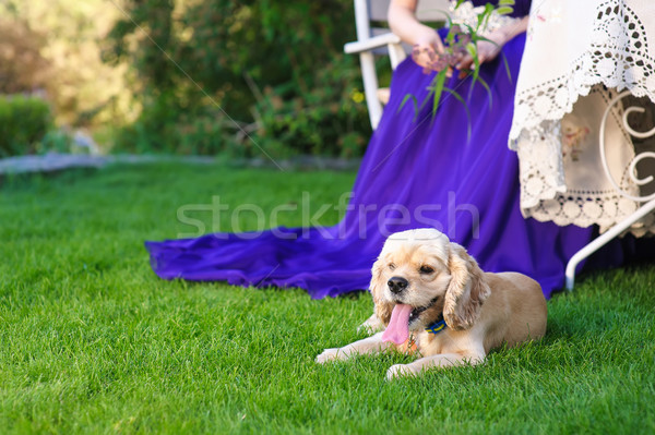 American Cocker Spaniel Stock photo © O_Lypa