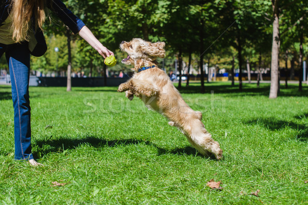 Mädchen spielen Hund grünen Rasen Park Stock foto © O_Lypa