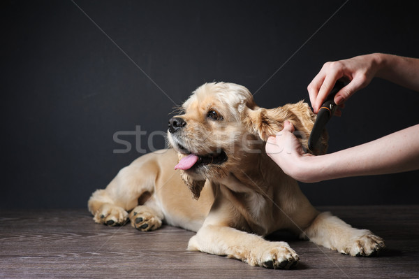 Jonge vrouw kapsel kamer dier Stockfoto © O_Lypa