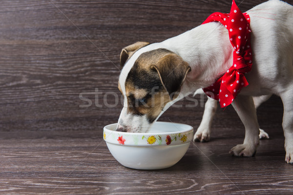 Hund Platte Jack Russell Terrier dunkel Holz Essen Stock foto © O_Lypa