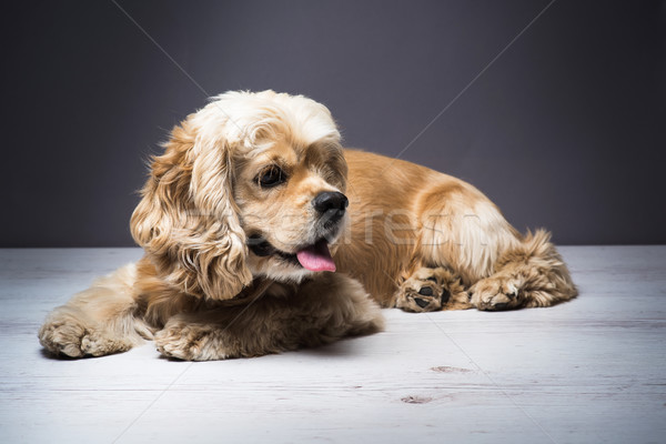 Stock photo: Young purebred Cocker Spaniel on wooden floor