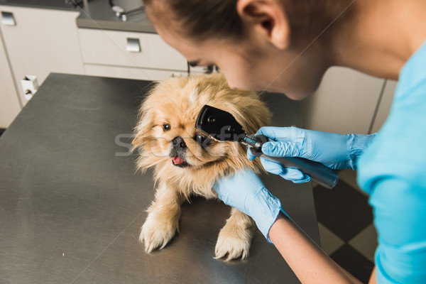 Tierarzt Auge Hund gesunden ärztliche Untersuchung Büro Stock foto © O_Lypa