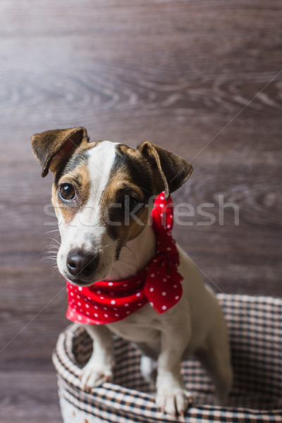 Jack russell terrier kahverengi sepet köpek moda kırmızı Stok fotoğraf © O_Lypa