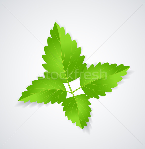 Mint Leaves Stock photo © odina222
