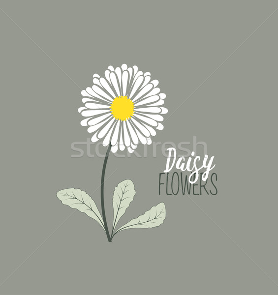 Prairie floral design feuille fond beauté Photo stock © odina222