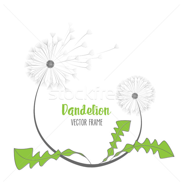 Stock photo: Vector dandelion flower