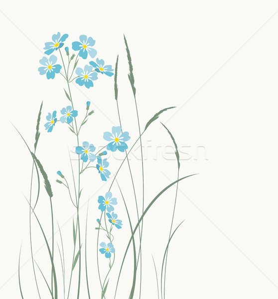 Vector blue forget me not flowers Stock photo © odina222