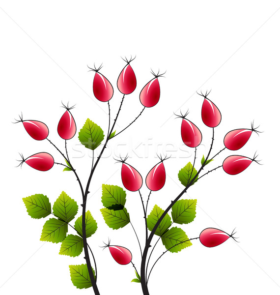 Foto stock: Vetor · rosa · quadril · colorido · outono · arbusto